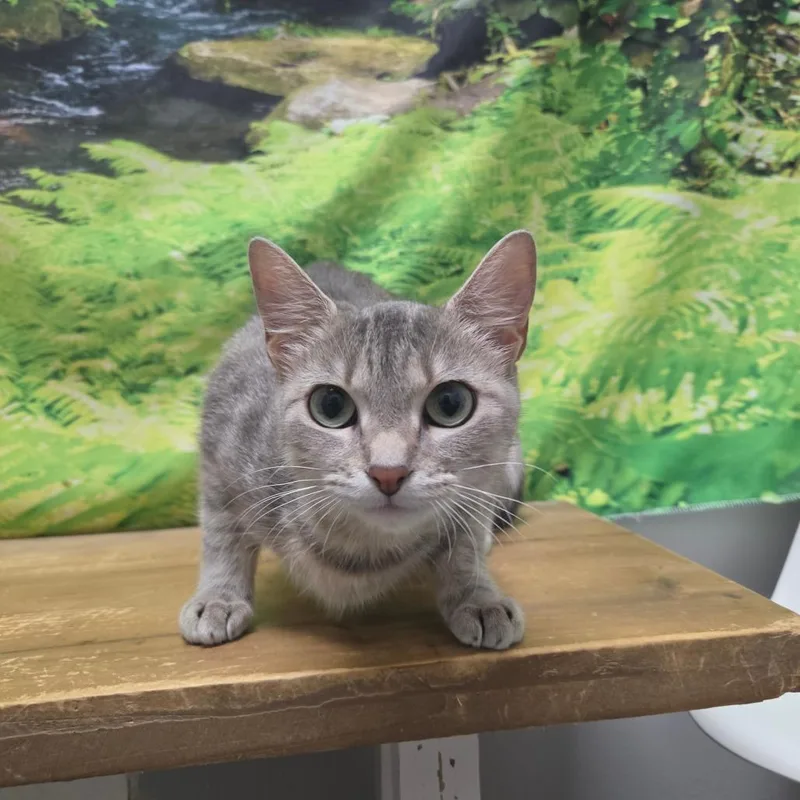 An adult medium-sized female Gray / Blue / Silver Domestic Short Hair cat named Helen for adoption in Normal, IL