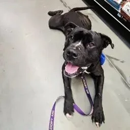 An adult large-sized male Mastiff dog named Brady for adoption in Grafton, OH