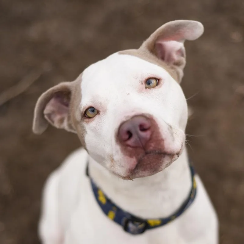 An adult medium-sized female White / Cream Mixed Breed dog named Rocky for adoption in Grand Rapids, MI