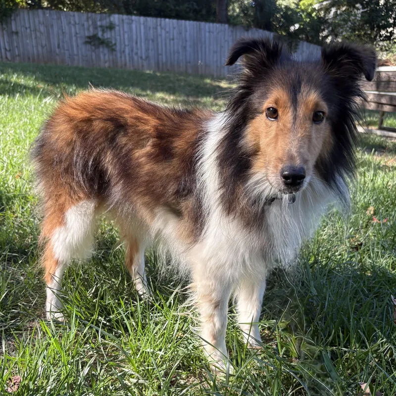 An adult medium-sized female Sable Shetland Sheepdog / Sheltie dog named Sunny for adoption in Rock Hill, SC