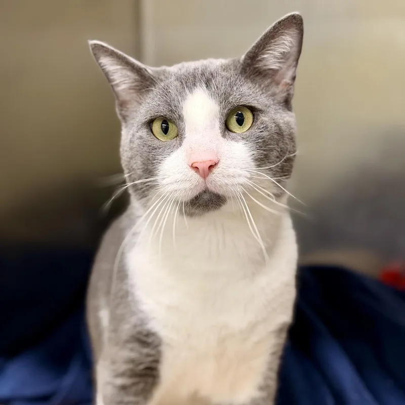 An adult medium-sized male Gray & White Domestic Short Hair cat named Asta for adoption in Jackson, NJ