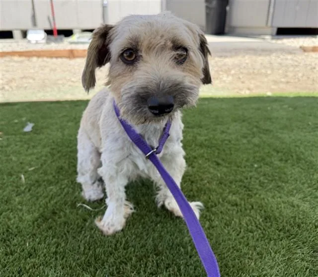 A young small-sized female Lhasa Apso dog named Pudding for adoption in San Bernardino, CA