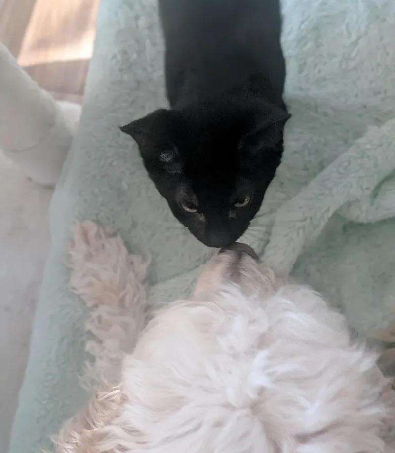 A baby medium-sized female Black Domestic Short Hair cat named Yoshi for adoption in Parkville, MO