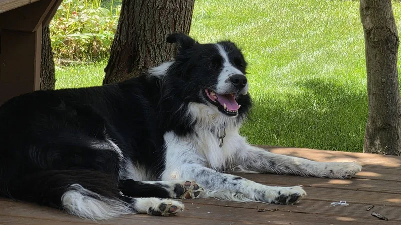 Waylon