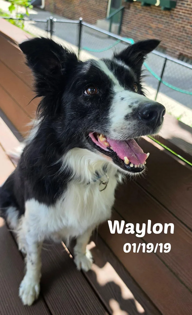 Waylon thumbnail 2