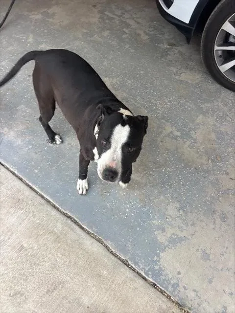 An adult medium-sized female Pit Bull Terrier dog named Summer for adoption in San Luis Obispo, CA