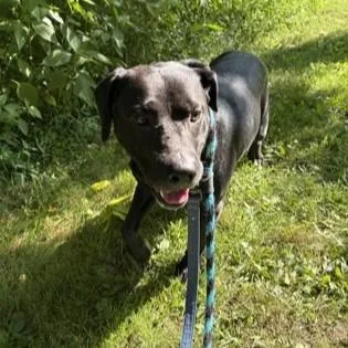 An adult large-sized male Black Labrador Retriever dog named Bentley for adoption in Phoenixville, PA