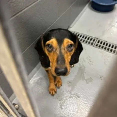 An adult small-sized male Brown / Chocolate Beagle dog named Screwball for adoption in Northbrook, IL