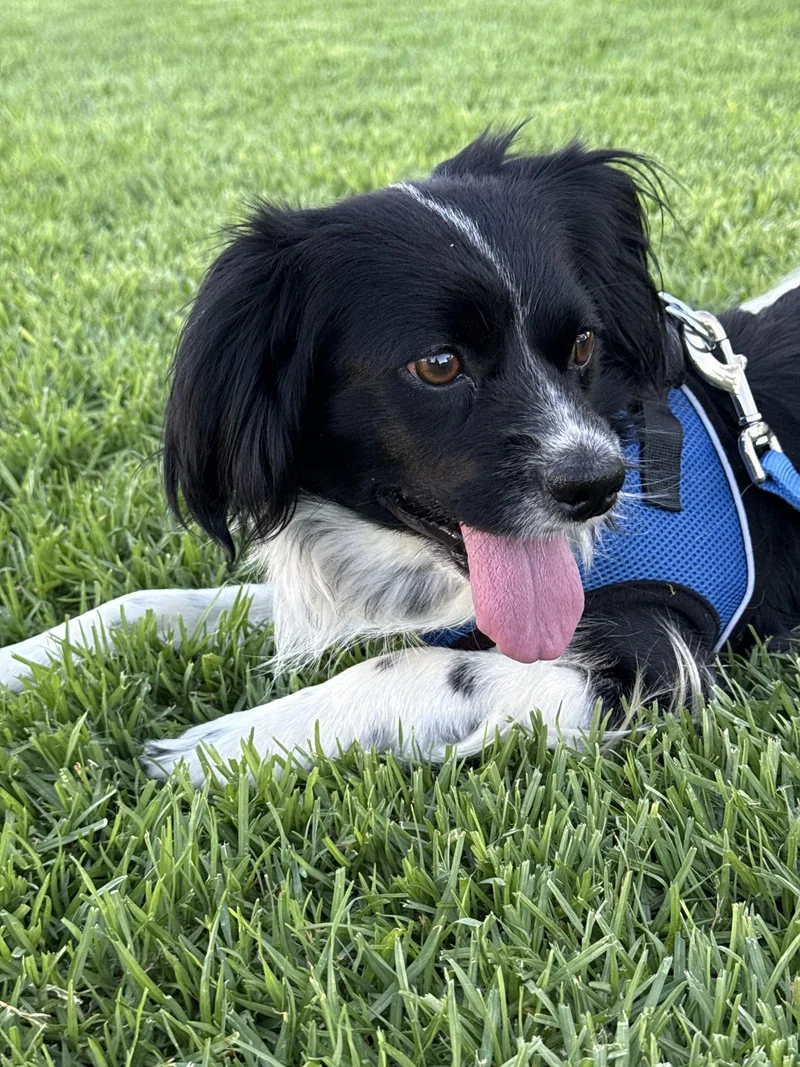 An adult small-sized male English Springer Spaniel dog named Beowoof for adoption in Capistrano Beach, CA