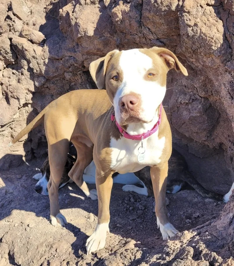 An adult medium-sized female White / Cream Pit Bull Terrier dog named Daisy for adoption in Las Vegas, NV