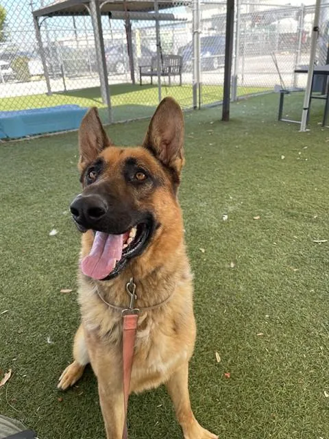 An adult medium-sized male German Shepherd Dog dog named Sharky for adoption in Downey, CA