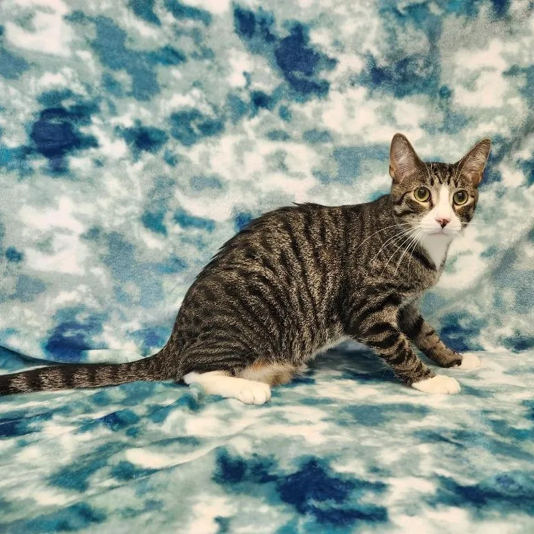 A young medium-sized male Tabby (Gray / Blue / Silver) Domestic Short Hair cat named McChicken for adoption in Benld, IL