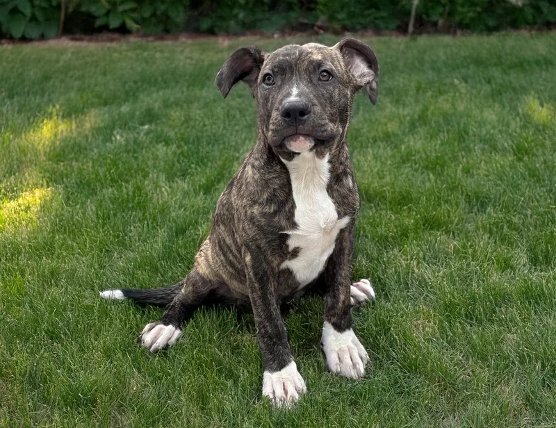 A baby medium-sized male American Bulldog dog named Arni for adoption in Thompson, PA