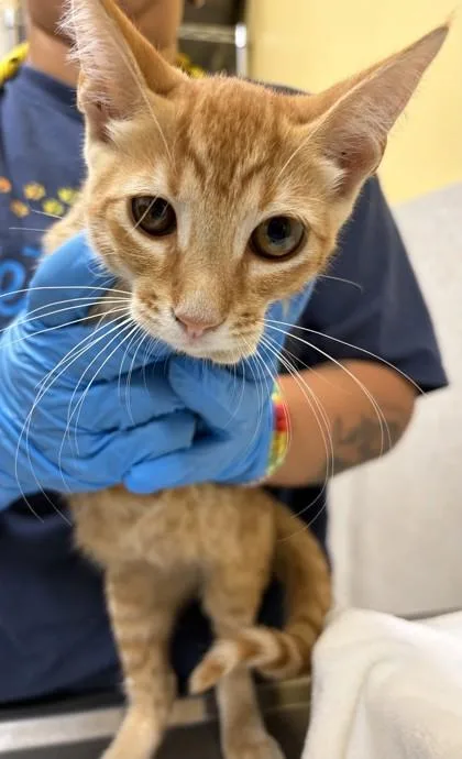 A baby small-sized male Domestic Short Hair cat named Balvin for adoption in Honolulu, HI