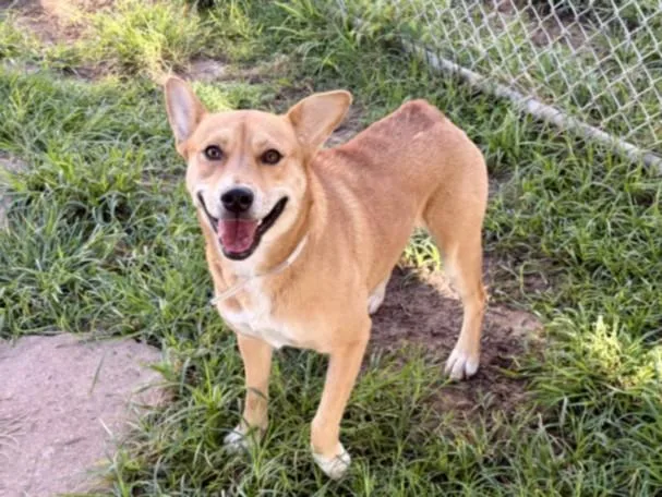 A young large-sized female Labrador Retriever dog named Foxxy for adoption in Houston, TX