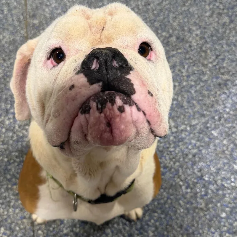 Winston