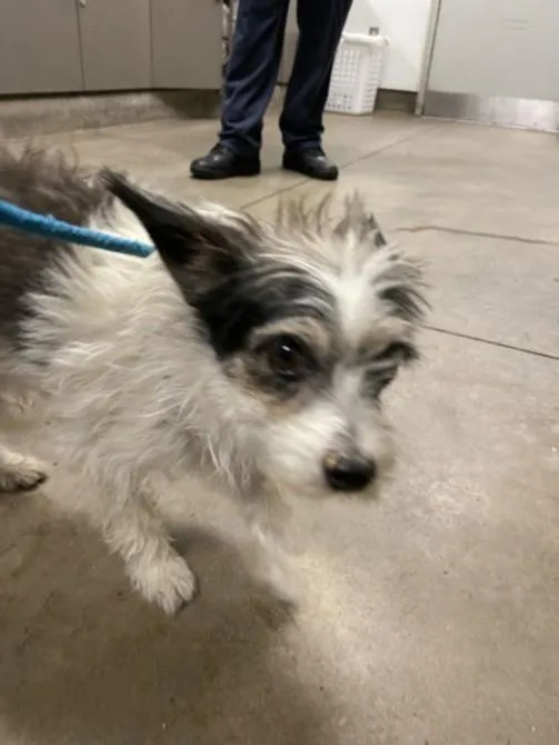 An adult small-sized female Toy Fox Terrier dog named Reyna for adoption in Van Nuys, CA