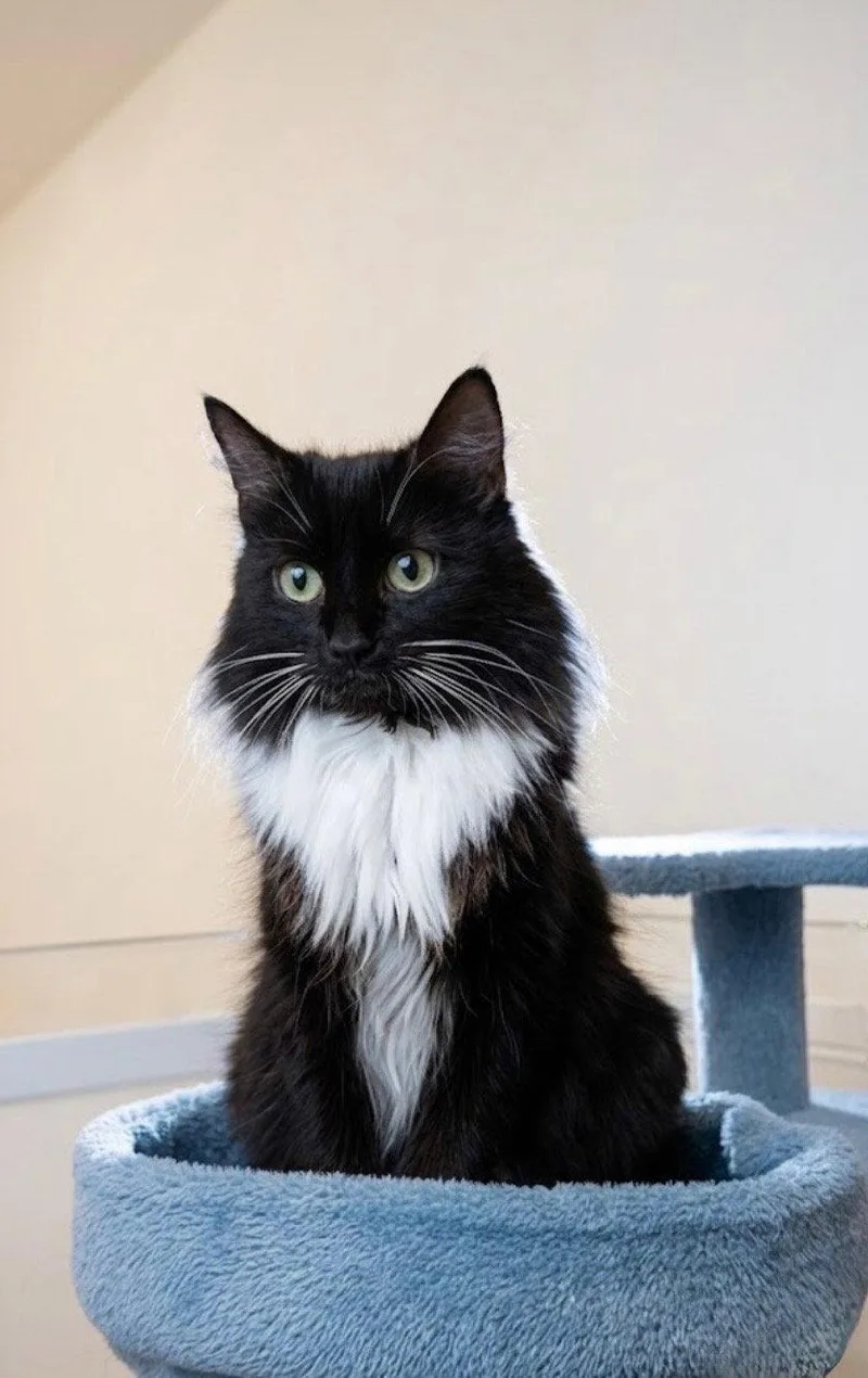An adult medium-sized female Domestic Long Hair cat named Penguin for adoption in Cuyahoga Falls, OH