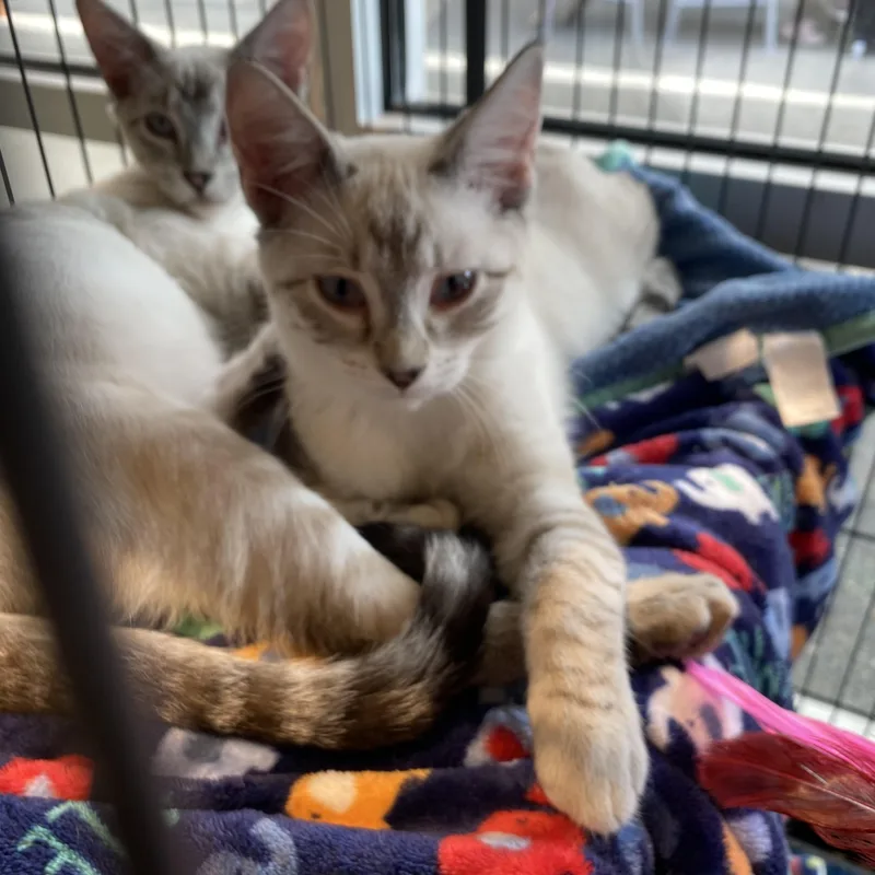 A young medium-sized male Lilac Point Siamese cat named Marathon for adoption in Stanwood, WA