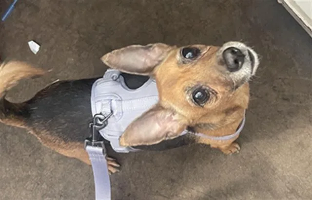 An adult small-sized female Mixed Breed dog named Flor for adoption in Dallas, TX
