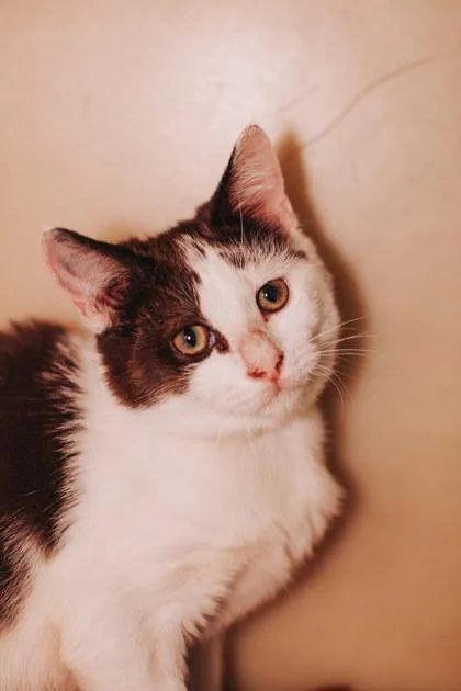 A young small-sized male Domestic Short Hair cat named B Kale for adoption in North Charleston, SC