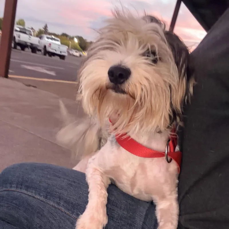 A young small-sized male White / Cream Maltese dog named Whiley for adoption in Chico, CA