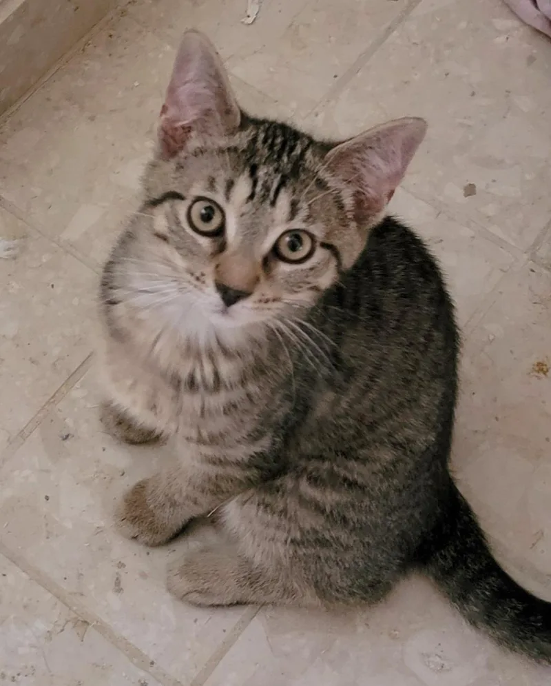 Clyde
