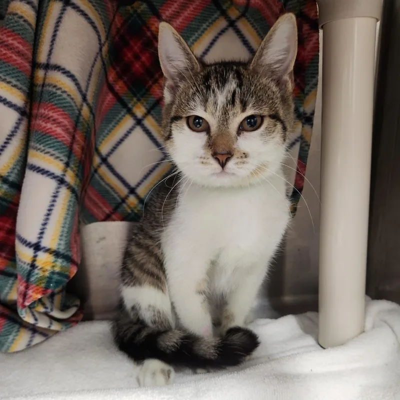 A baby small-sized female Brown / Chocolate Domestic Short Hair cat named Vitani for adoption in Fort Wayne, IN