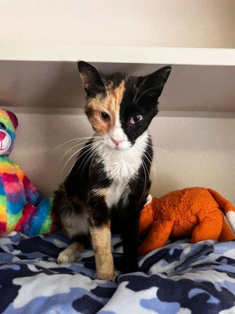 A young small-sized female Domestic Short Hair cat named Nicki for adoption in Los Angeles, CA