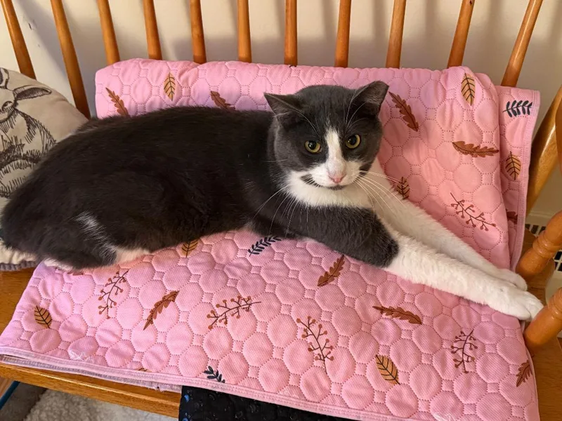 An adult medium-sized male Gray & White Domestic Short Hair cat named Smokey FFC for adoption in Omaha, NE