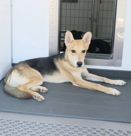 A young medium-sized male German Shepherd Dog dog named Langston for adoption in San Bernardino, CA