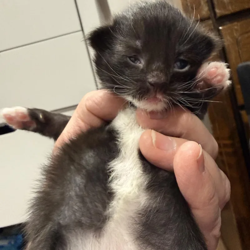 A baby small-sized male Black Domestic Short Hair cat named Dj for adoption in North Canton, OH