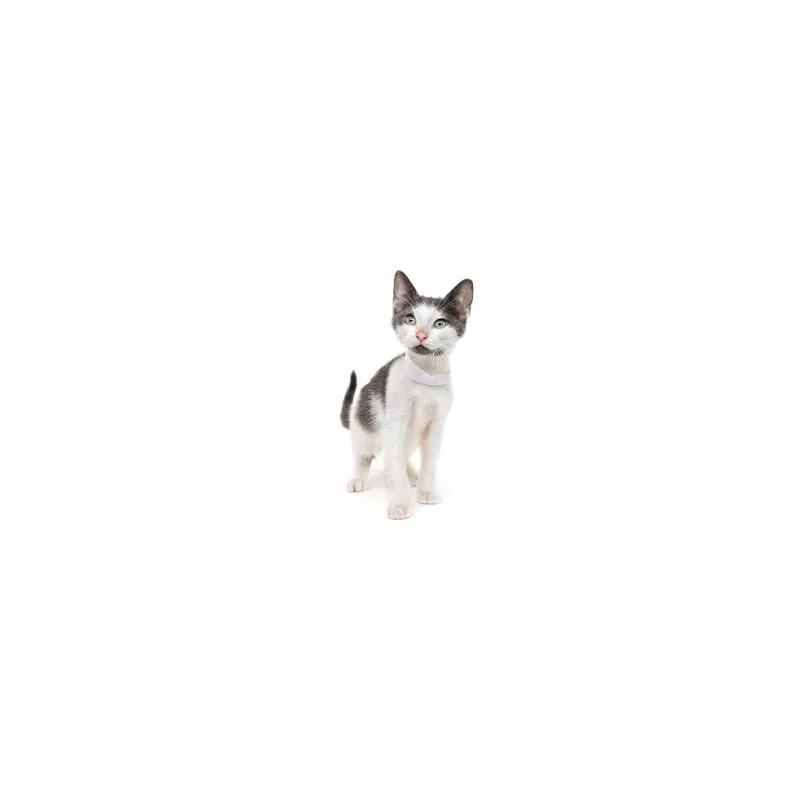 A baby small-sized male White Domestic Short Hair cat named Bonfire for adoption in Playa Vista, CA