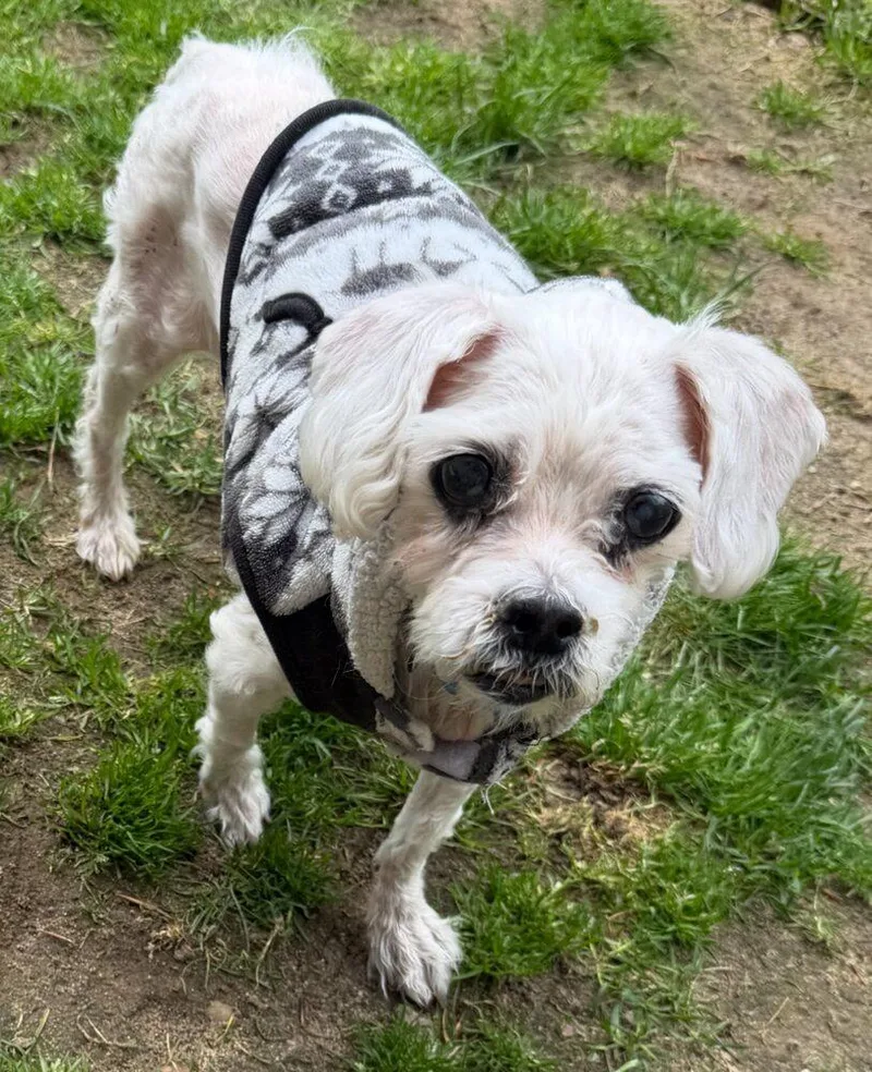 A senior small-sized female Maltese dog named Angel for adoption in Huntington, NY