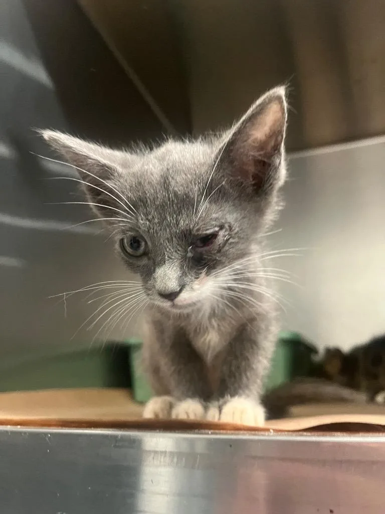 A baby small-sized male Domestic Short Hair cat named Boy for adoption in Cartersville , GA