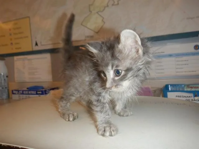 A baby small-sized female Domestic Short Hair cat named A for adoption in San Jose, CA