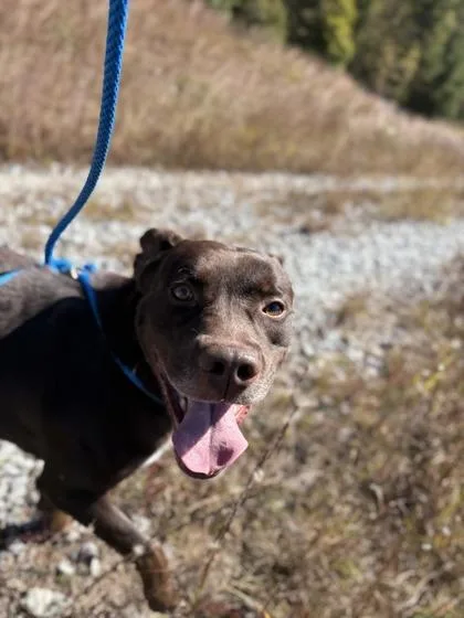 An adult large-sized male Mixed Breed dog named Gyro for adoption in Atlanta, GA