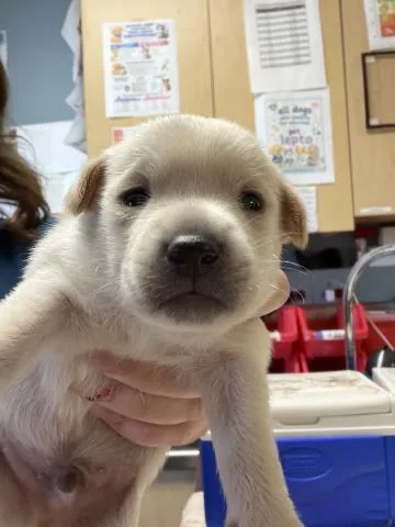 A baby small-sized male Terrier dog named Waffle for adoption in Riverside, CA