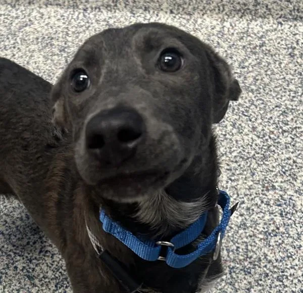 A baby medium-sized female Labrador Retriever dog named Harrison for adoption in Golden, CO