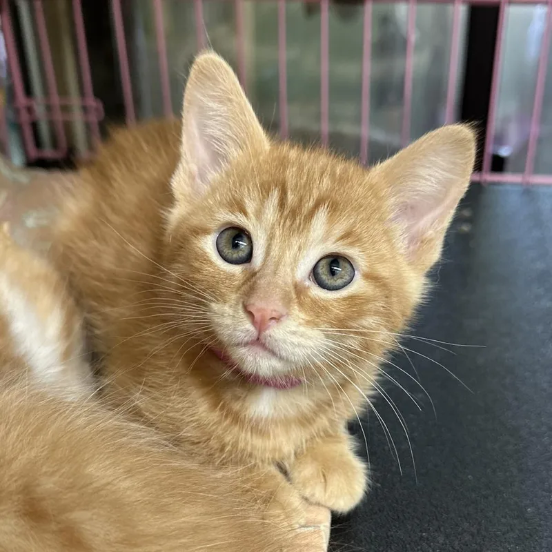 A baby small-sized female Orange / Red Domestic Short Hair cat named Betsy for adoption in Priest River, ID