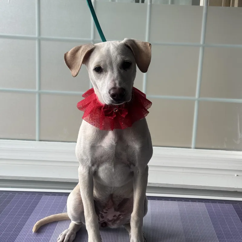 A baby medium-sized female Labrador Retriever dog named Skye for adoption in Carmel, NY