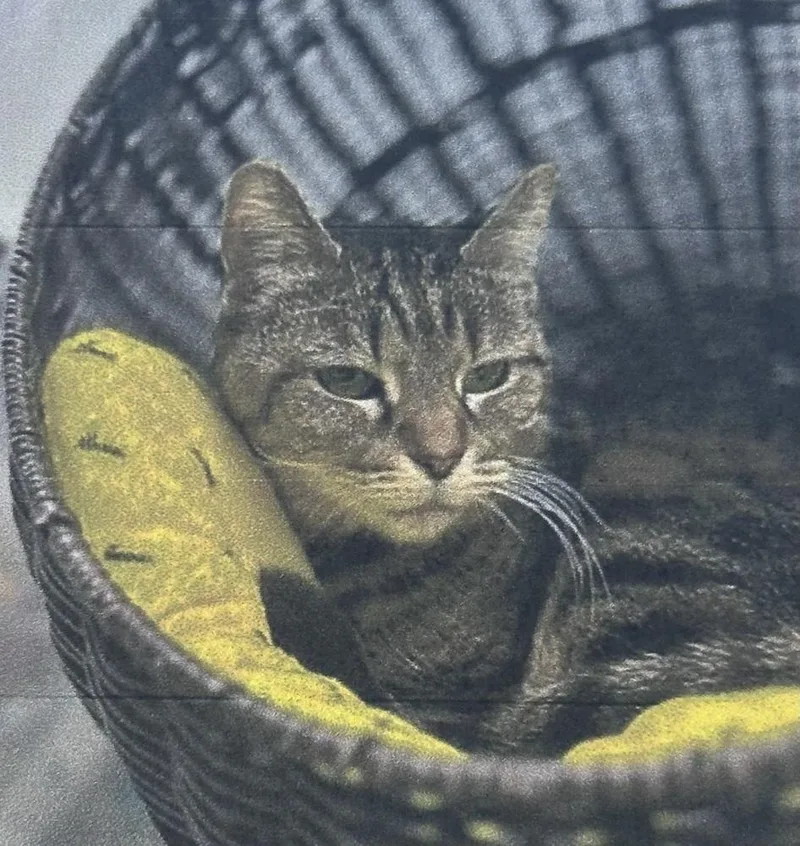 A senior small-sized female Brown / Chocolate Domestic Short Hair cat named Leia Freeport for adoption in Westbury, NY