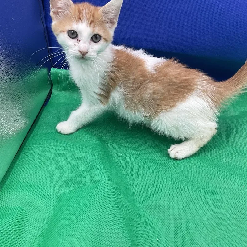 A baby small-sized female White Domestic Short Hair cat named Belle for adoption in Gonzales, LA
