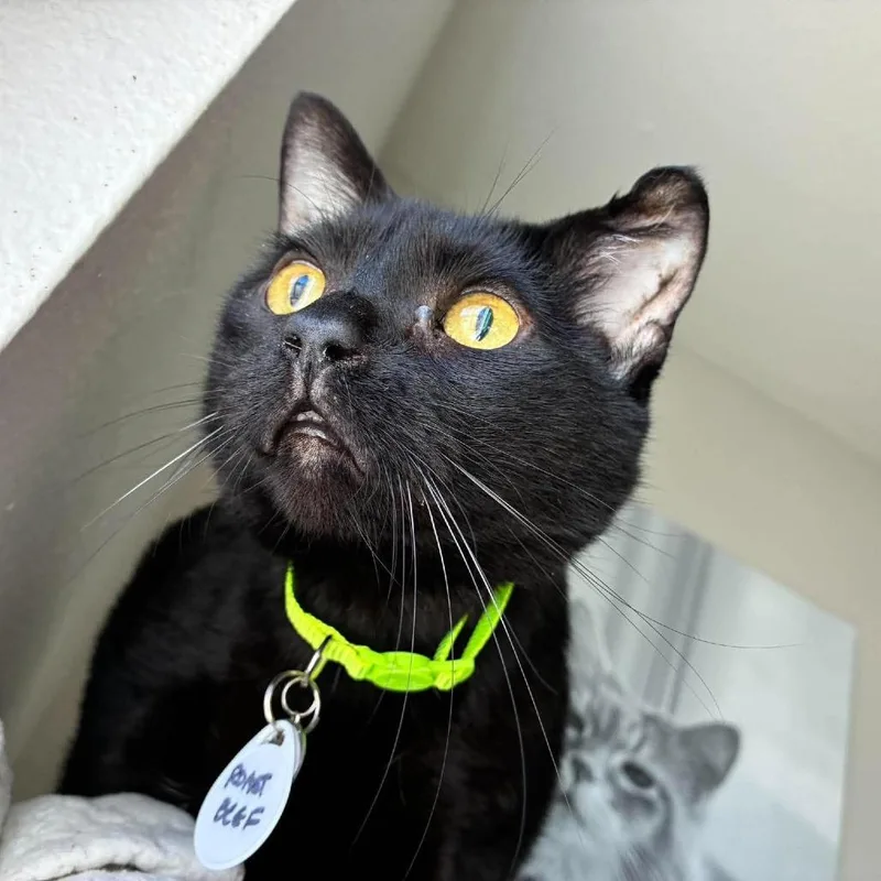 A senior extra large-sized male Domestic Short Hair cat named Roast Beef for adoption in Ramona, CA