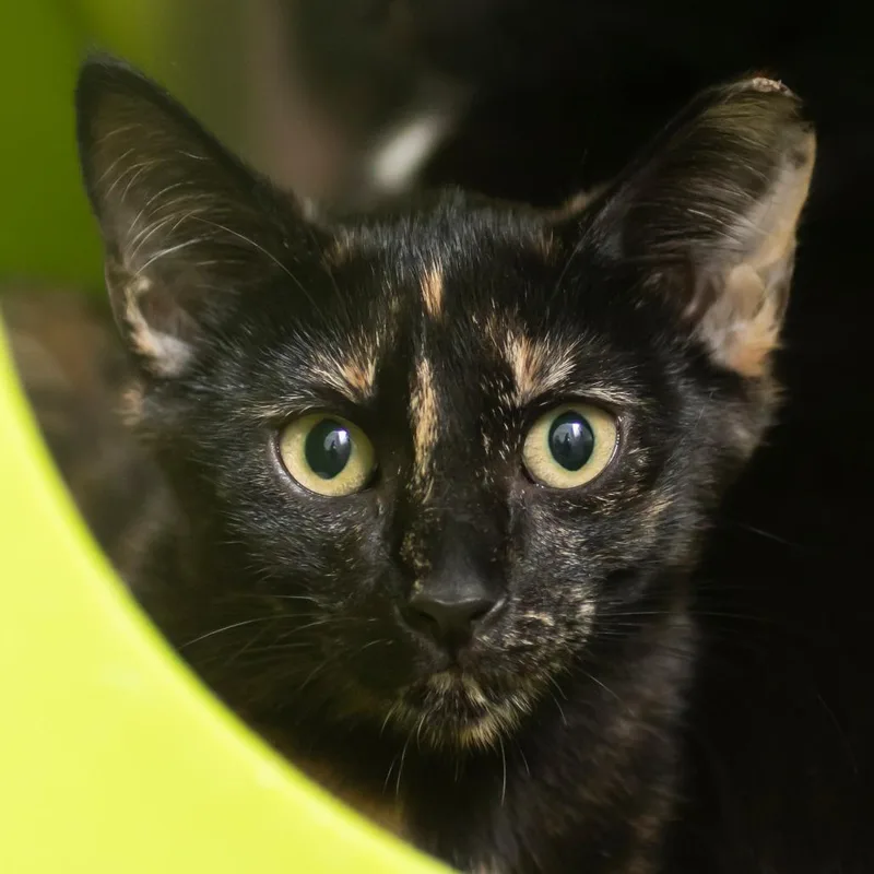 A baby small-sized female Tortoiseshell Domestic Short Hair cat named Tortita for adoption in Middletown, RI