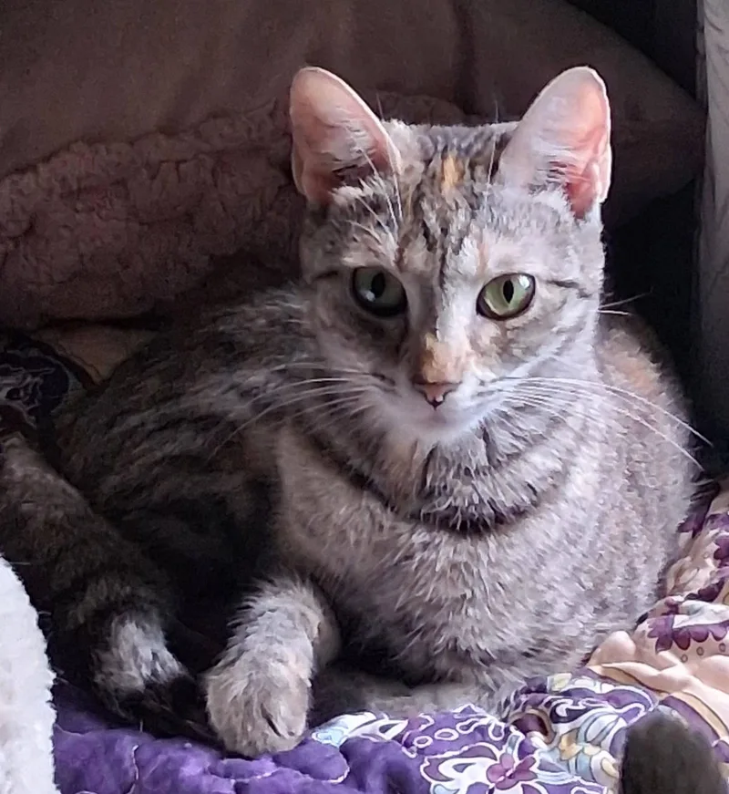 A young medium-sized female Calico Domestic Short Hair cat named Amy for adoption in Hickory, NC