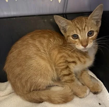 A baby small-sized female Domestic Short Hair cat named Penny for adoption in Honolulu, HI