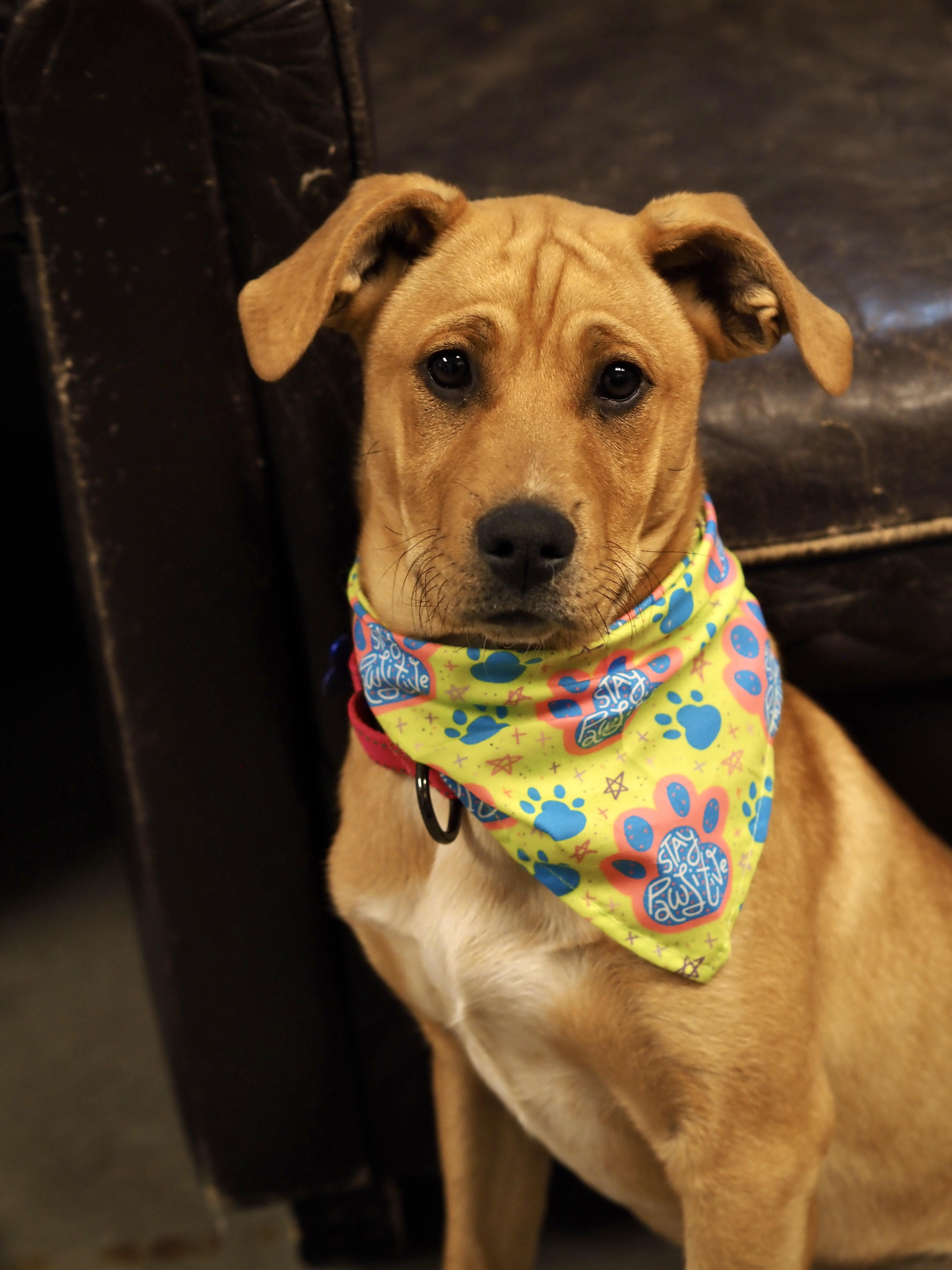 A baby medium-sized female Golden Mixed Breed dog named April for adoption in Buena Vista, CO