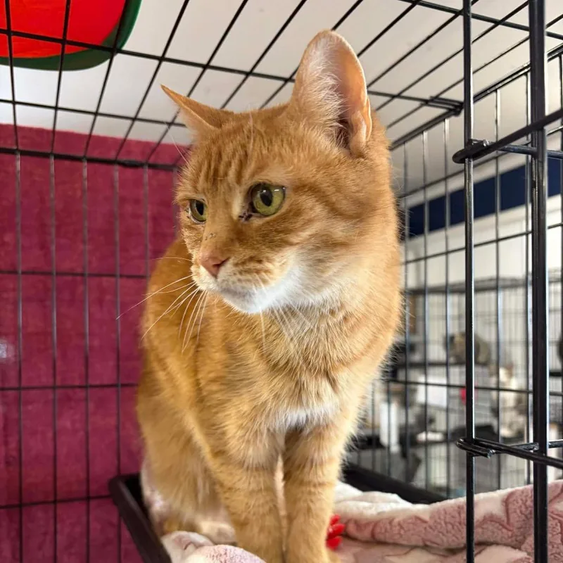 Emma Arc thumbnail 2