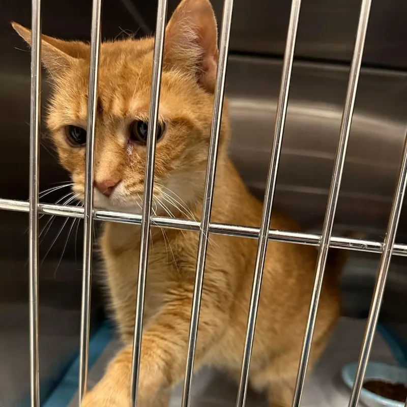 Emma Arc thumbnail 3